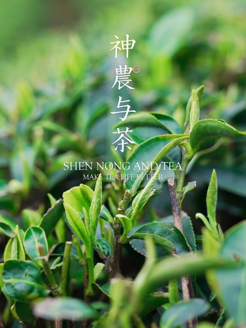 龙井茶是什么茶，如何泡，能做菜吗剧毒竹叶青蛇剧毒竹叶青盘踞寺院 汽车7