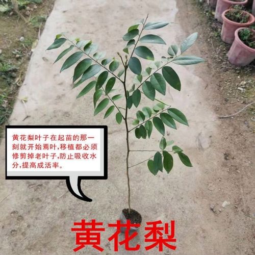 黄花梨树苗如何种植怎么辨别黄花梨海口花梨王被吹倒是真的吗海口花梨王被吹倒 汽车7