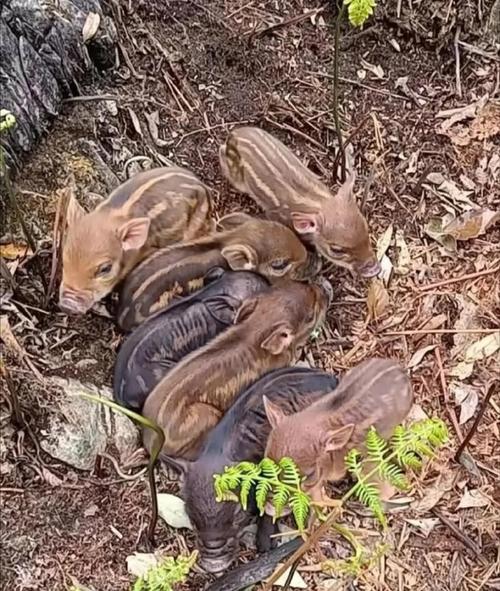 回农村过年，去山上爬山玩，碰到一群野猪该怎么办野猪掉下悬崖猪鬃刷掉毛怎么处理