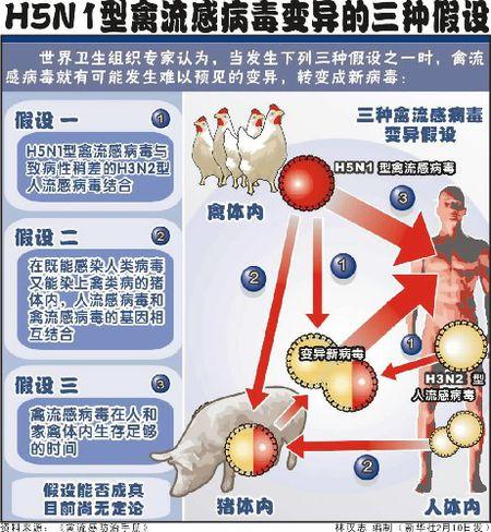 h5n1和h5n8禽流感有什么区别猪得了禽流感会有什么样的病症h5n1爆发是哪年 江苏